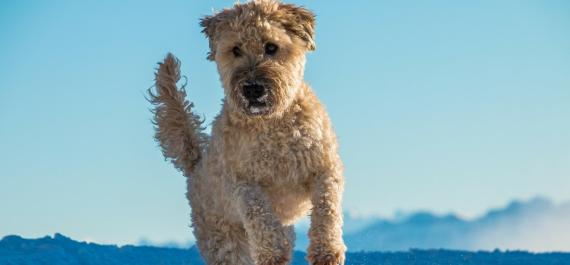 Animali domestici Dolomiti