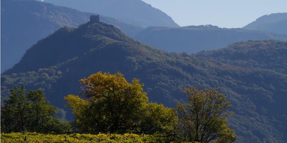 Wooded hill with castle ruin, surrounded by vineyards and layered mountains in soft light.